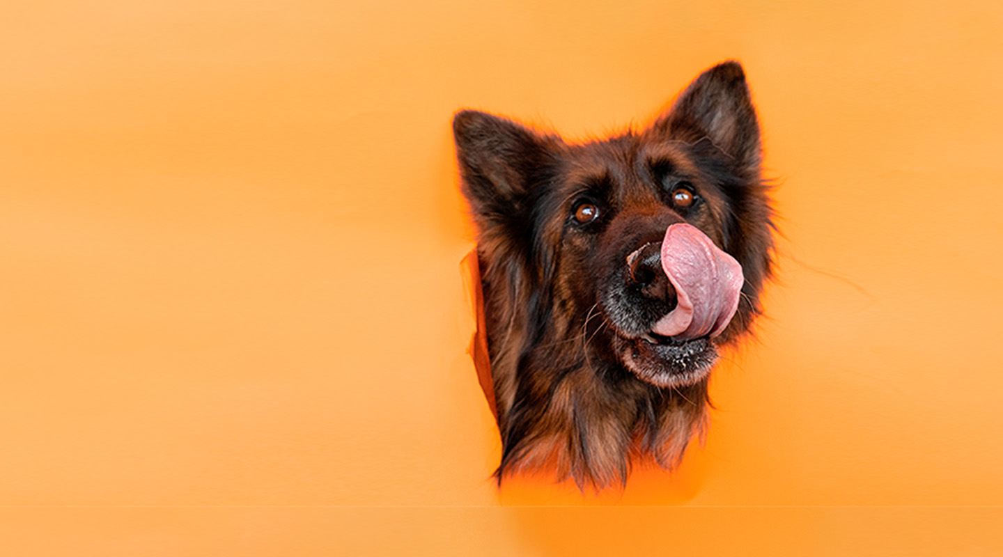 Comida Natural para Perros