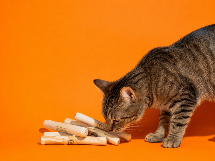 Palito de Café para Perros y Gatos