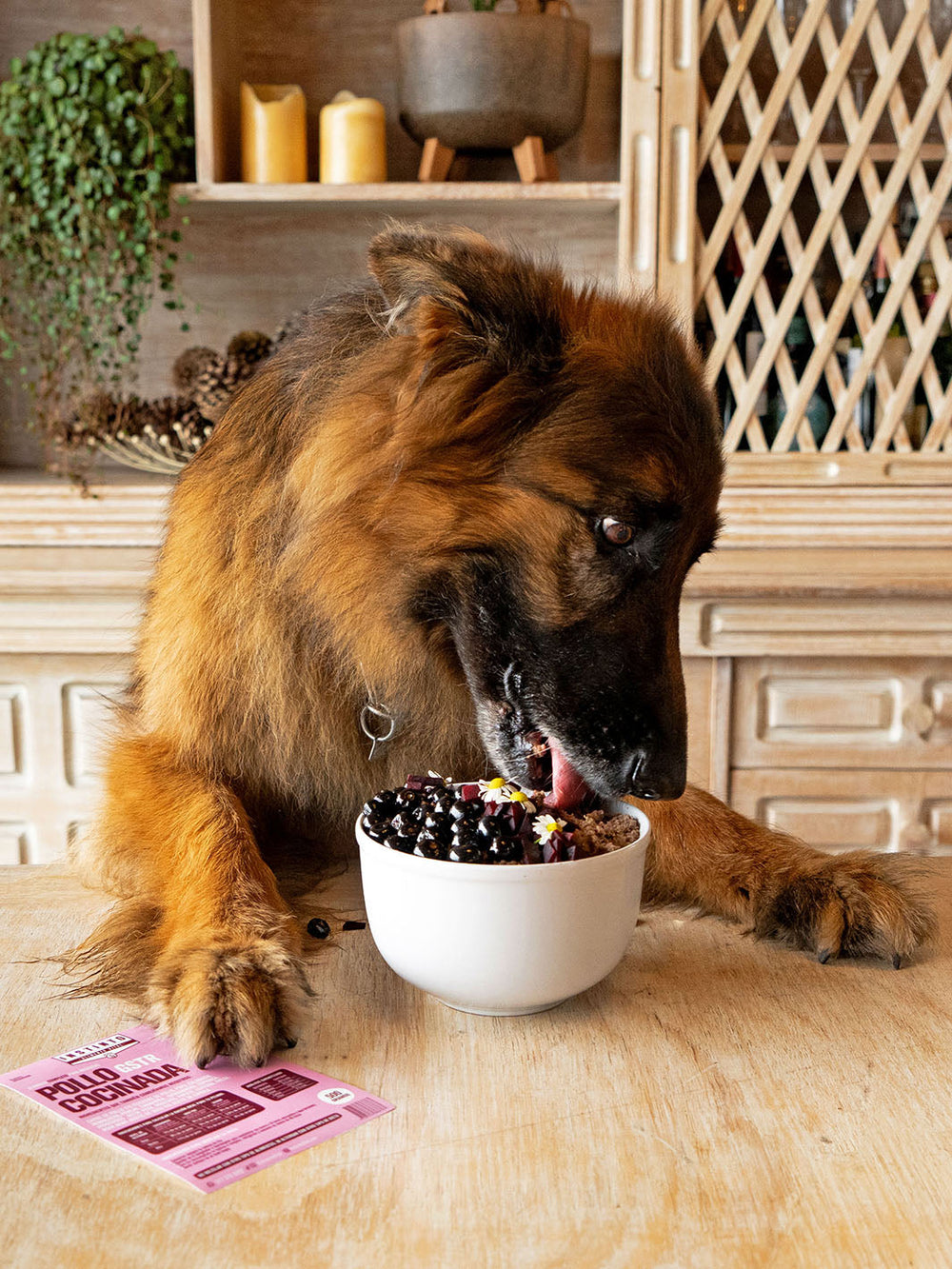 Kit Dieta Cocinada Perros